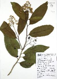 Ehretia tinifolia image