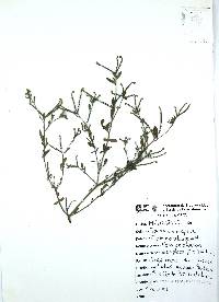 Euploca procumbens image