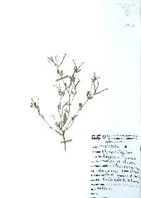 Euploca procumbens image