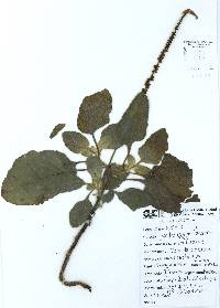 Heliotropium indicum image