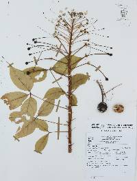 Crateva tapia image