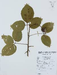 Crateva tapia image