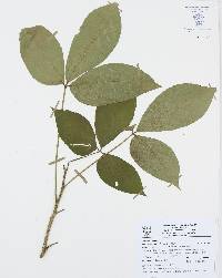 Crateva tapia image