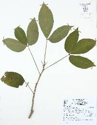 Crateva tapia image