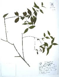Crossopetalum parviflorum image