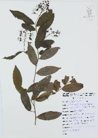 Hirtella racemosa image