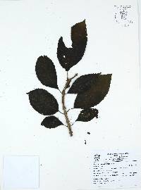 Drymonia serrulata image