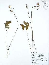 Oxalis latifolia image