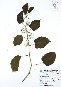 Vitis tiliaefolia image