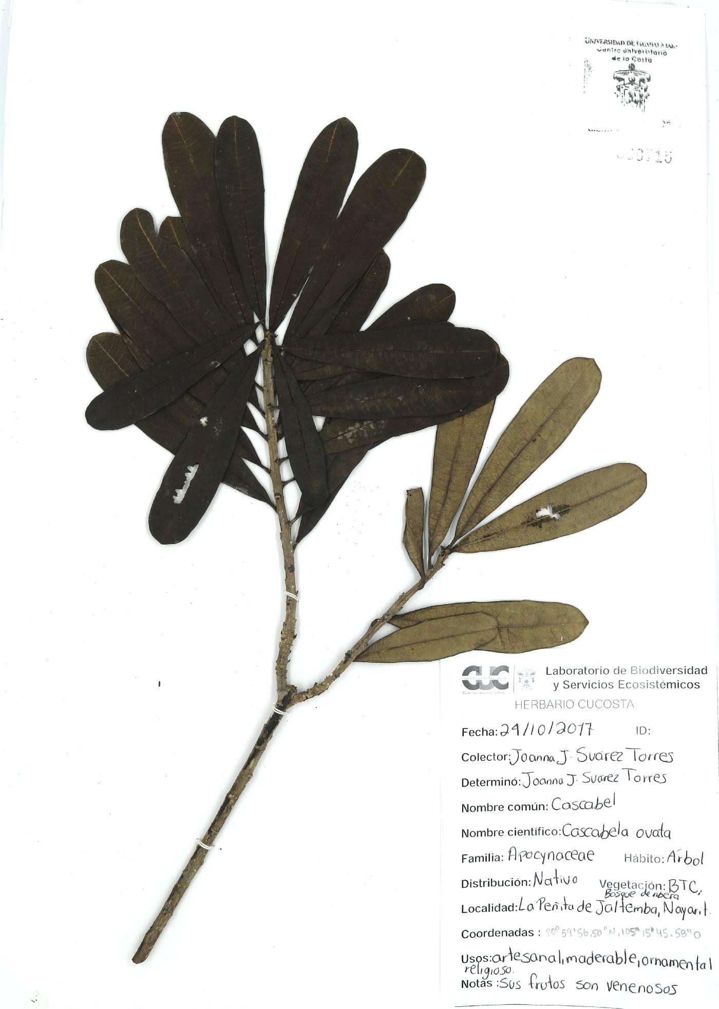 Cascabela ovata image