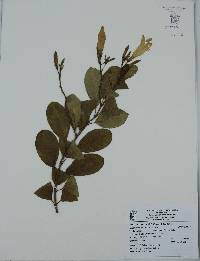 Pentalinon luteum image