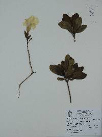 Pentalinon luteum image