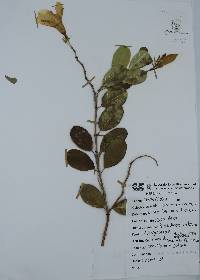 Pentalinon luteum image