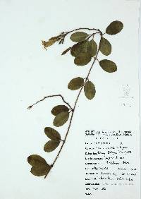 Pentalinon luteum image