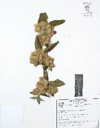 Gaudichaudia cynanchoides image