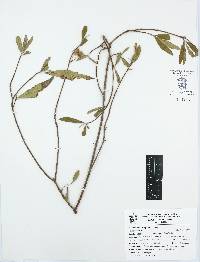 Lasiocarpus ferrugineus image