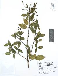 Rourea glabra image