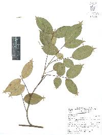 Rourea glabra image