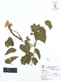 Ipomoea alba image