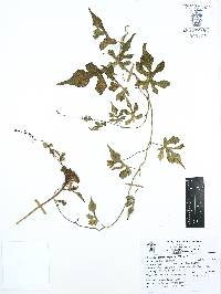 Operculina pinnatifida image