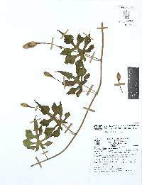 Operculina pinnatifida image
