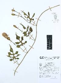 Operculina pinnatifida image