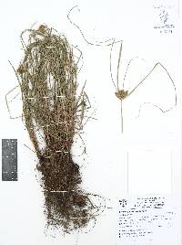 Cyperus aggregatus image
