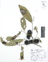 Diospyros sinaloensis image