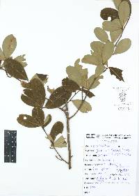 Erythroxylum havanense image