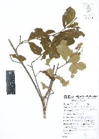 Erythroxylum havanense image