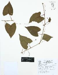 Antigonon leptopus image