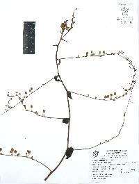 Antigonon leptopus image