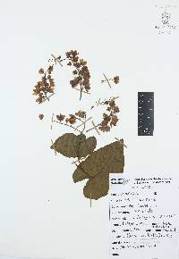 Antigonon leptopus image