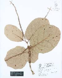 Coccoloba barbadensis image