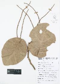 Coccoloba barbadensis image