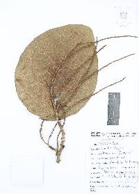 Coccoloba barbadensis image