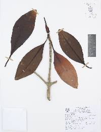 Rhizophora mangle image