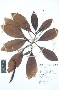 Rhizophora mangle image