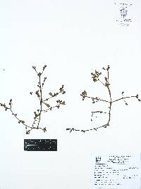 Portulaca oleracea image