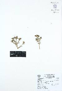 Portulaca pilosa image