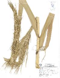 Arundo donax image