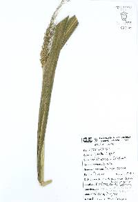 Arundo donax image