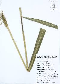 Arundo donax image