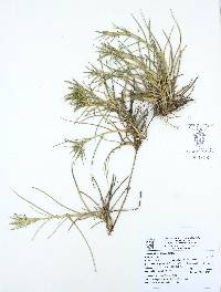 Jouvea pilosa image