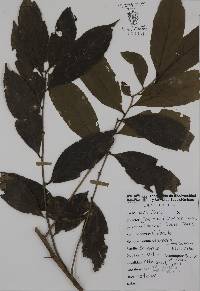 Casearia commersoniana image