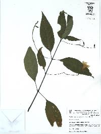 Ruellia stemonacanthoides image