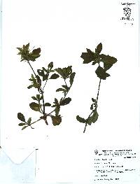 Ruellia spissa image