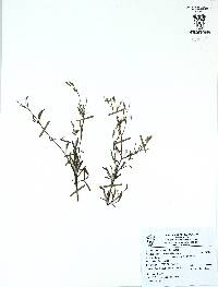 Cyanthillium cinereum image
