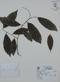 Homalium racemosum image