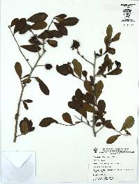 Bourreria rubra image